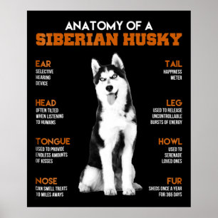 Poster Anatomia de um cão Siberiano Husky Arte engraçad