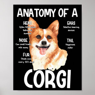 Poster Anatomia De Um Corgi Para Cachorros