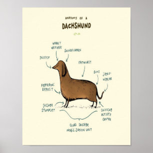 Poster Anatomia De Um Dachshund  Amantes De Cães Dachshu