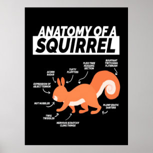 Poster Anatomia de um esquilo