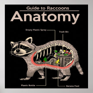 Poster Anatomia de um guaxinim | Panda Lover