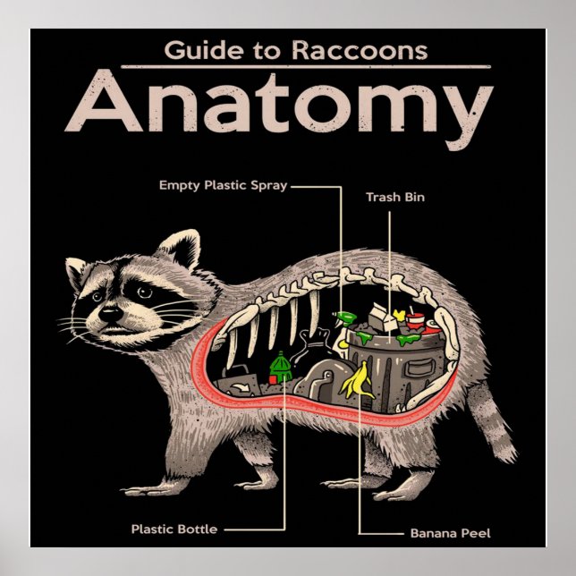 Poster Anatomia de um guaxinim | Panda Lover (Frente)