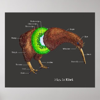 Poster Anatomia de um Kiwi