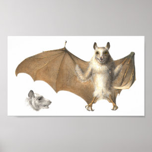 Poster Anatomia de um megabat - gravura antiga