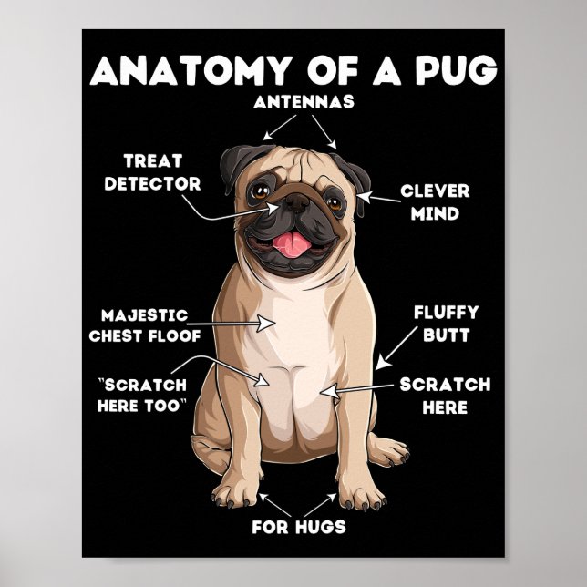 Poster Anatomia de um Pug (Frente)