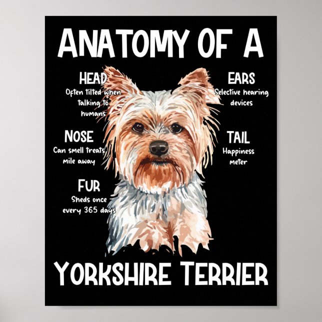 Poster Anatomia De Um Yorkshire Terrier Para Cachorros (Frente)