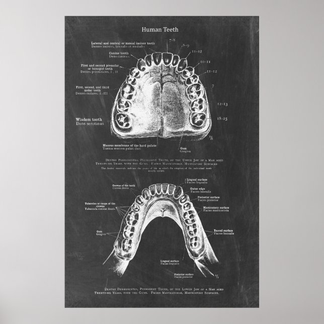 Poster Anatomia dentária da mandíbula superior e inferior (Frente)