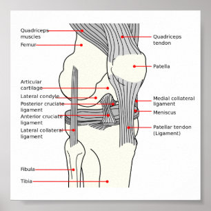 Poster Anatomia Diagrama da articulação do joelh