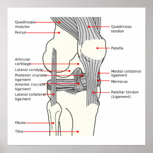 Poster Anatomia Diagrama da articulação do joelh