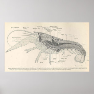 Poster Anatomia Diagrama da lagosta do vintage (1911)