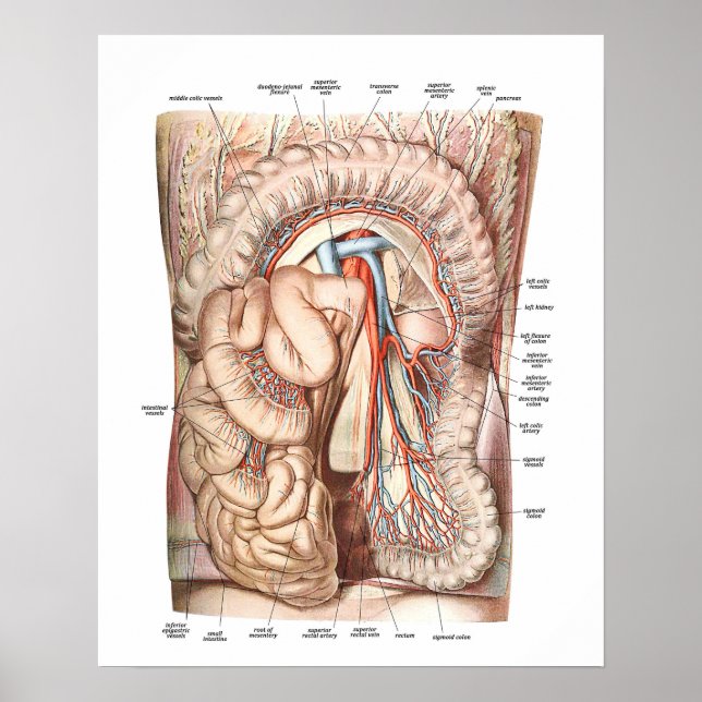Póster Anatomia do abdômen (Frente)