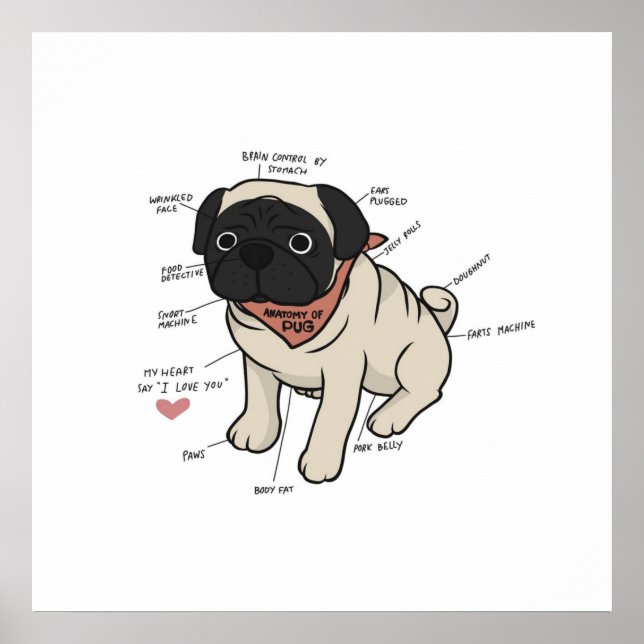 Poster Anatomia Do Cachorro Pug (Frente)
