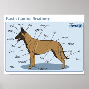 Póster anatomia do canino 16x12