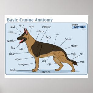 Poster anatomia do canino 24x18