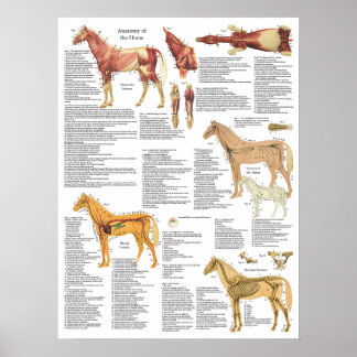 Póster Anatomia do cavalo Músculos ósseos Artérias 18 X 2