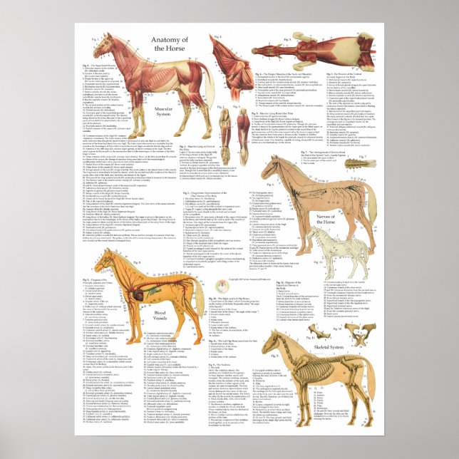 Póster Anatomia do cavalo Músculos ósseos Artérias 18 X 2 (Frente)