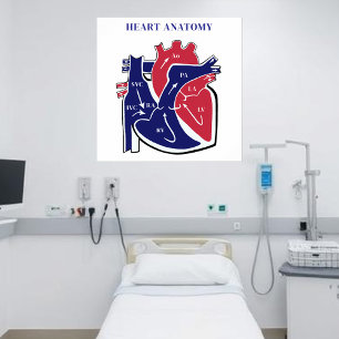 Poster Anatomia do Coração-