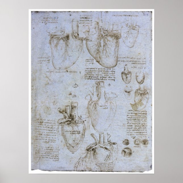 Poster Anatomia do Coração Humano, Leonardo da Vinci (Frente)