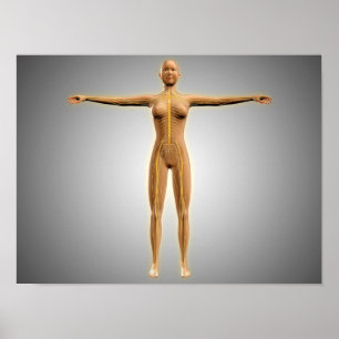 Póster Anatomia do corpo fêmea com sistema nervoso