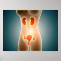 Anatomia Do Corpo Feminino Com Órgãos Reprodutivos
