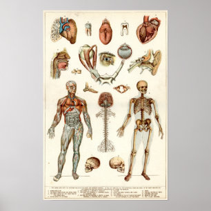 Poster Anatomia do corpo humano
