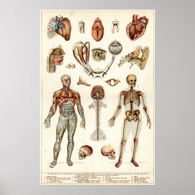 Poster Anatomia do corpo humano (Frente)