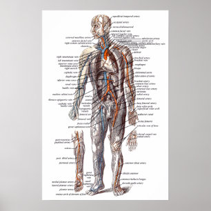 Póster Anatomia do corpo humano