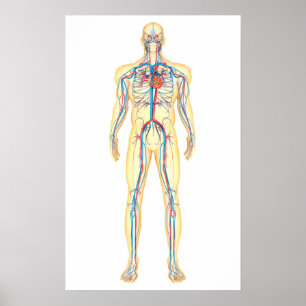 Póster Anatomia do corpo humano e do sistema circulatóri