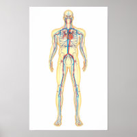 Anatomia Do Corpo Humano E Do Sistema Circulatório