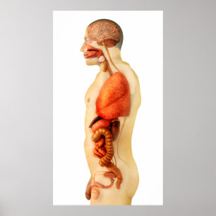 Póster Anatomia do corpo humano que mostra os órgãos