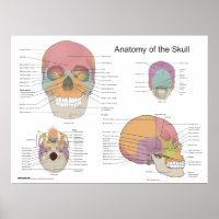 Anatomia do crânio humano 18 X 24