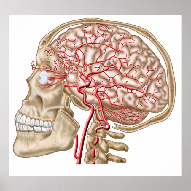 Poster Anatomia Do Crânio Humano, Olhal E Artérias (Frente)