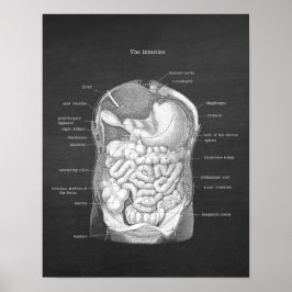 Poster Anatomia do Decor Gastroenterologista Intestino