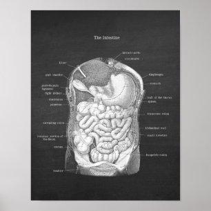 Poster Anatomia do Decor Gastroenterologista Intestino