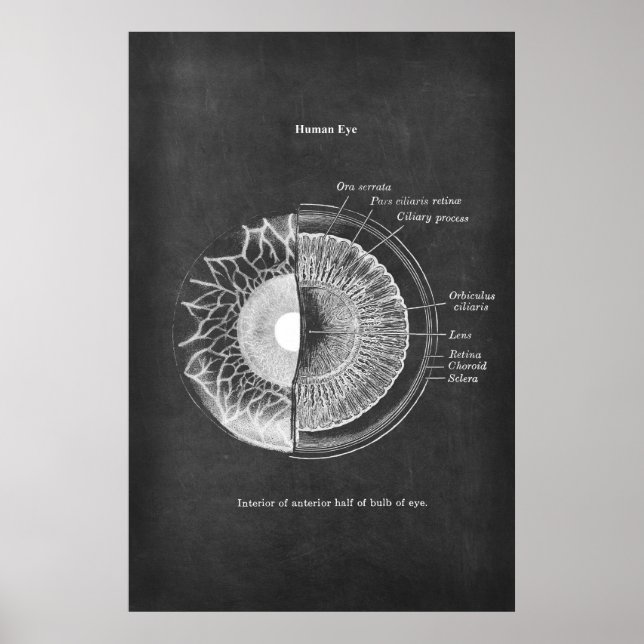 Poster Anatomia do Decor Optometrista Olho Humano (Frente)