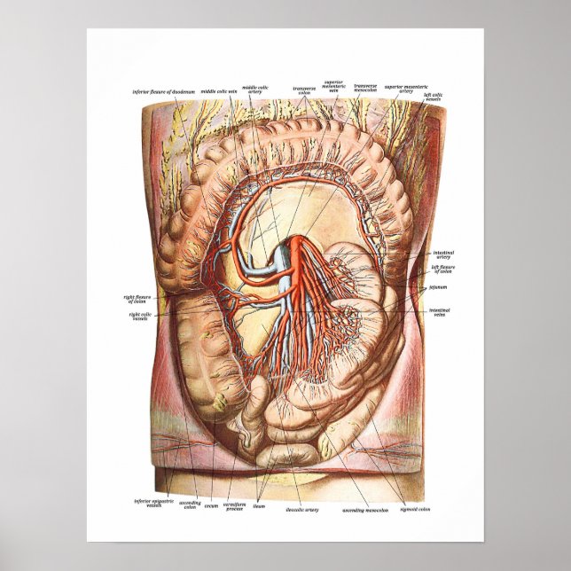 Poster Anatomia do Intestino Grande (Frente)