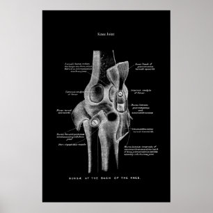 Poster Anatomia do joelho Decor de Parede Médica