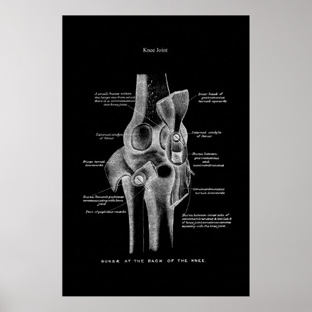 Poster Anatomia do joelho Decoração da Parede Médica (Frente)