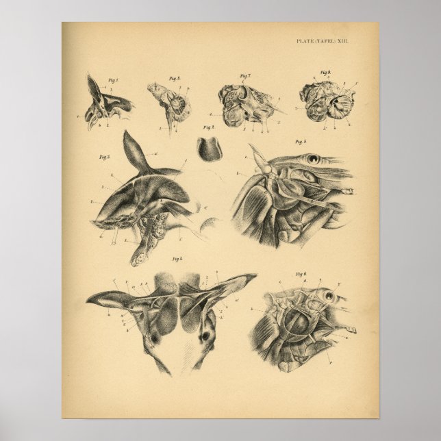 Póster Anatomia do músculo do pescoço de cavalos 1908 Vin (Frente)