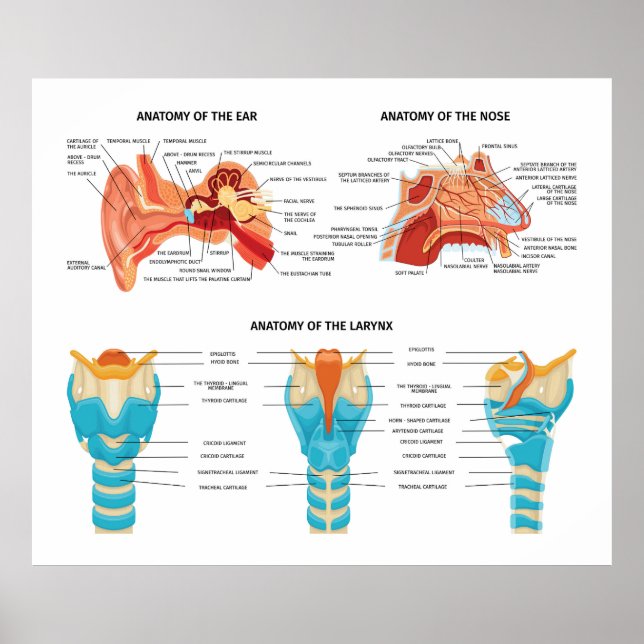 Poster Anatomia do nariz (Frente)