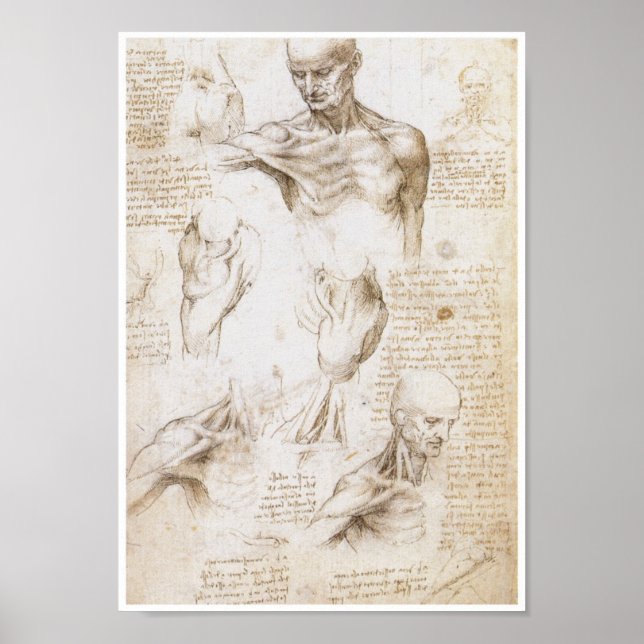 Poster Anatomia do Ombro, Leonardo da Vinci (Frente)