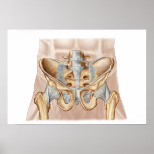 Poster Anatomia do osso e de ligamentos pélvicos humanos