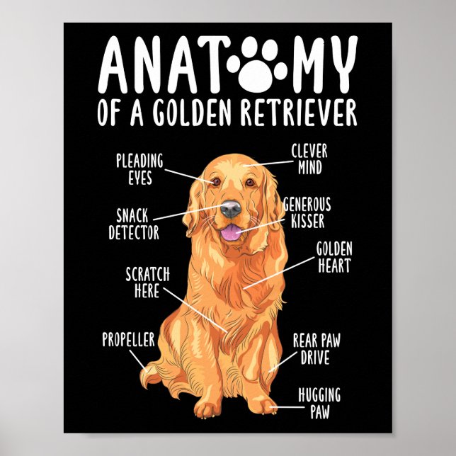 Poster Anatomia do Ouro Retriever Pai da Mãe (Frente)
