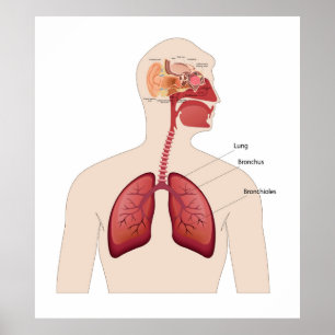Poster Anatomia do ouvido humano