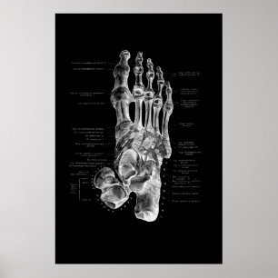 Poster Anatomia do pé Decor de Parede Médica do Podiatr