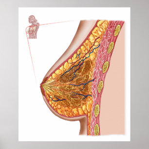 Poster Anatomia do peito fêmea