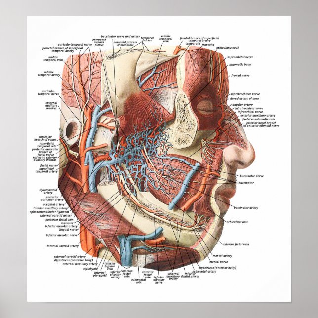 Poster Anatomia do Rosto (Frente)