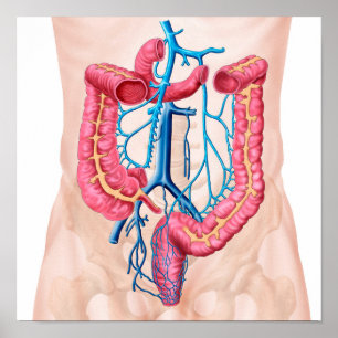 Póster Anatomia do sistema abdominal humano da veia