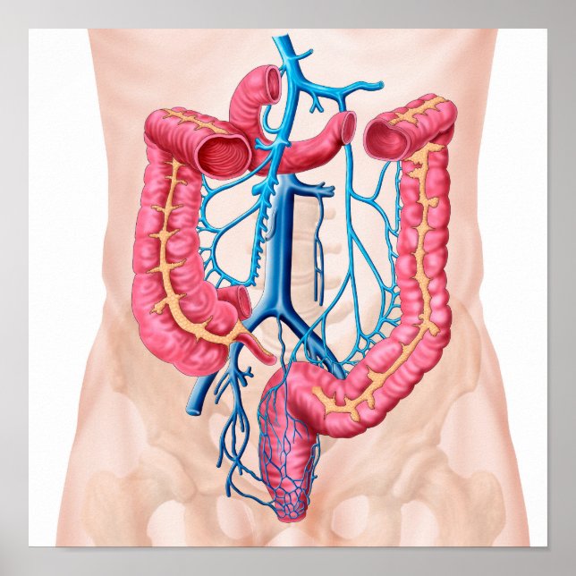 Póster Anatomia Do Sistema Da Veia Abdominal Humana (Frente)