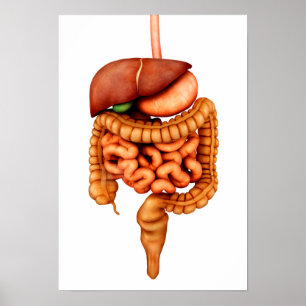 Póster Anatomia do sistema digestivo humano, vista